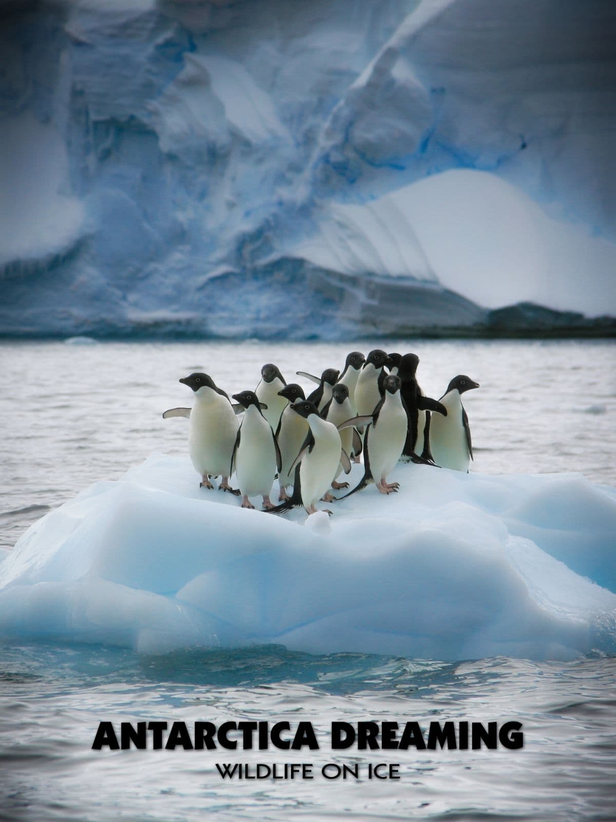 Antarctica Dreaming: Wildlife on Ice