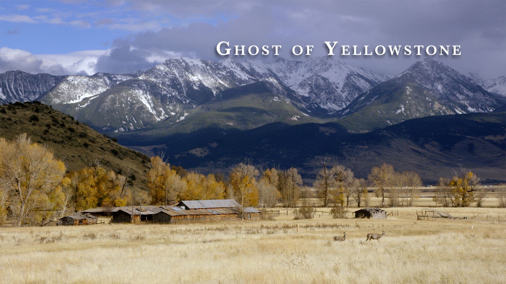 Ghost of Yellowstone