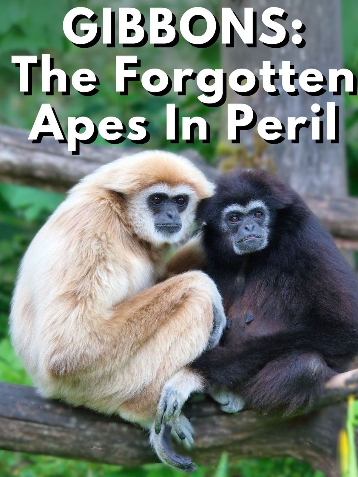 Gibbons: The Forgotten Apes in Peril